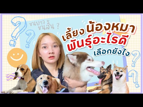เลี้ยงสุนัขสายพันธุ์อะไรดี | สุนัขน่าเลี้ยง | สุนัขยอดนิยมในไทย (EP.27)