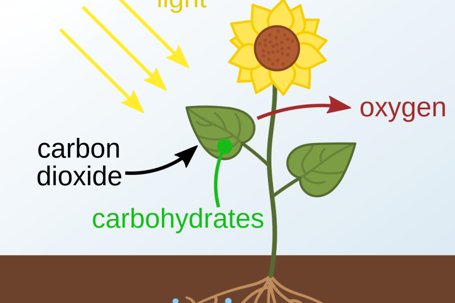 Photosynthesis - Wikipedia