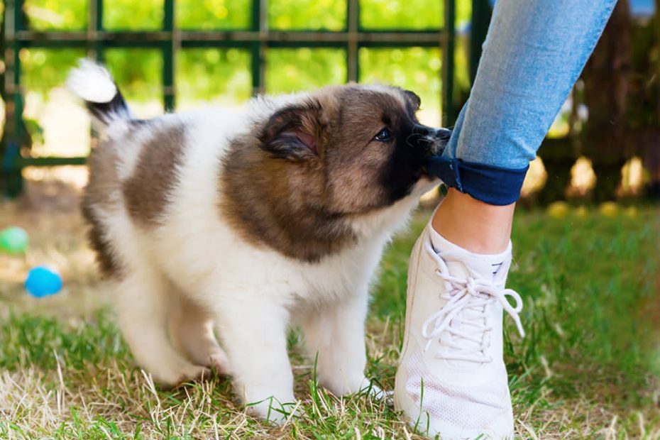 How Do I Get My Dog To Stop Biting My Ankles? · The Wildest