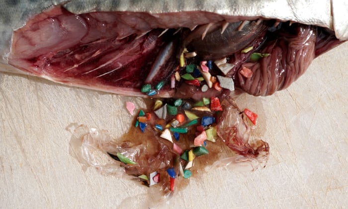 Fish Mistaking Plastic Debris In Ocean For Food, Study Finds | Marine Life  | The Guardian