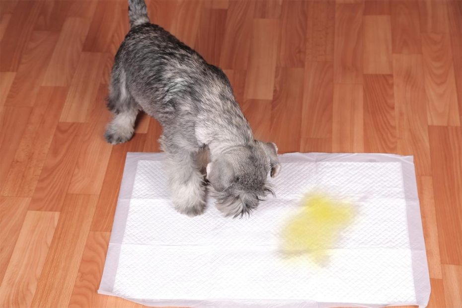 How Long Can Dogs Hold Their Pee & Potty Training How-To | Kabo