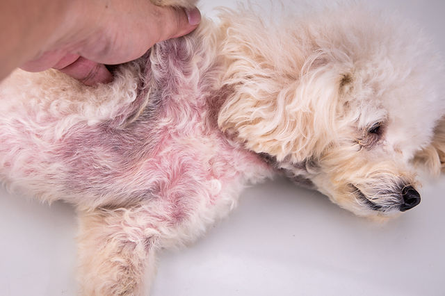 Pyoderma In Dogs: What Every Owner Needs To Know | Midog Test