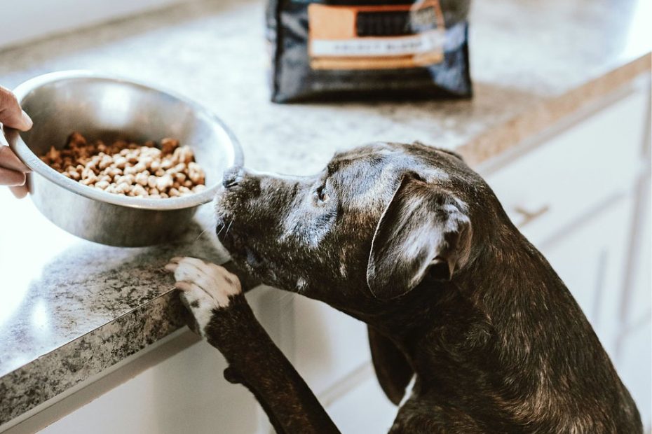 Is There A Problem With Grain Free Dog Food?