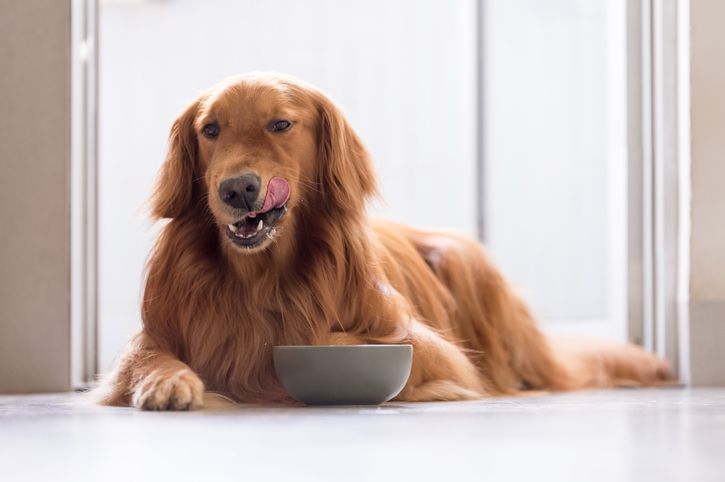 Can Dogs Have Cinnamon? What To Know About Cinnamon For Dogs