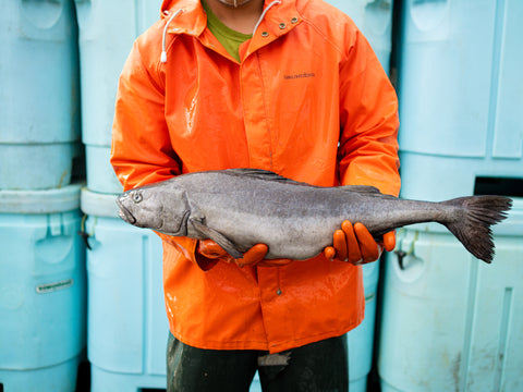 Black Cod (Sablefish) Vs Cod: Know The Differences – Alaskan Salmon Co.