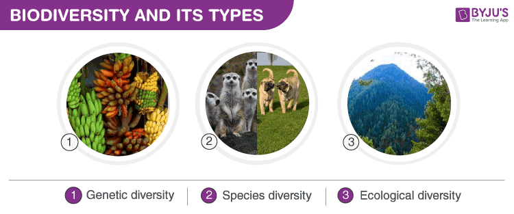 What Is Biodiversity? - Definition, Types And Importance,