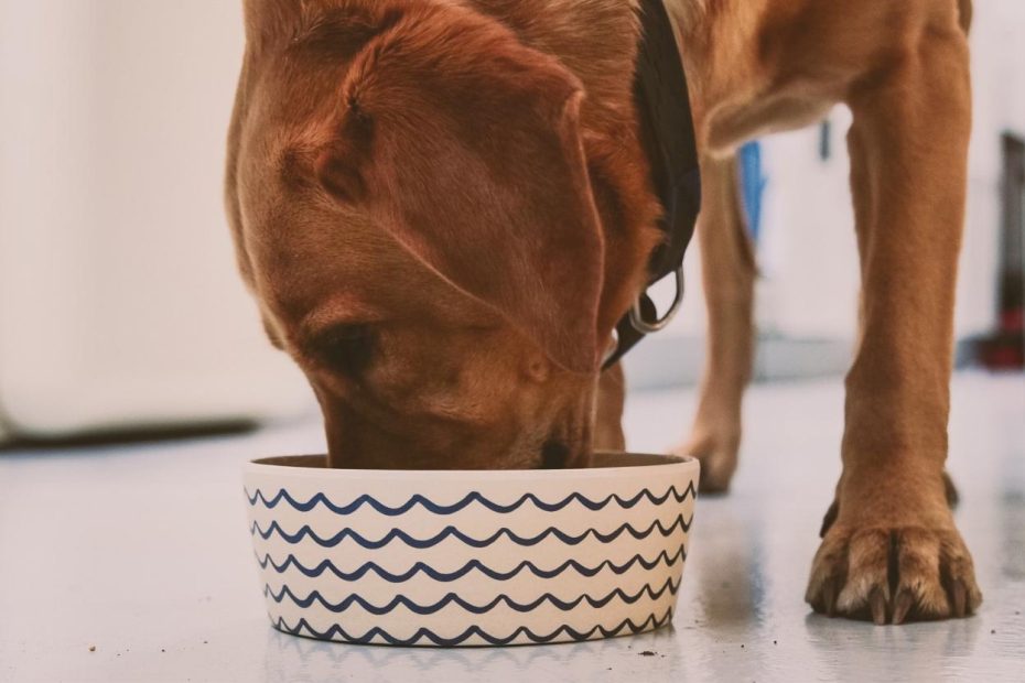 How Long Should I Wait To Take My Dog Out After Eating? – Beco