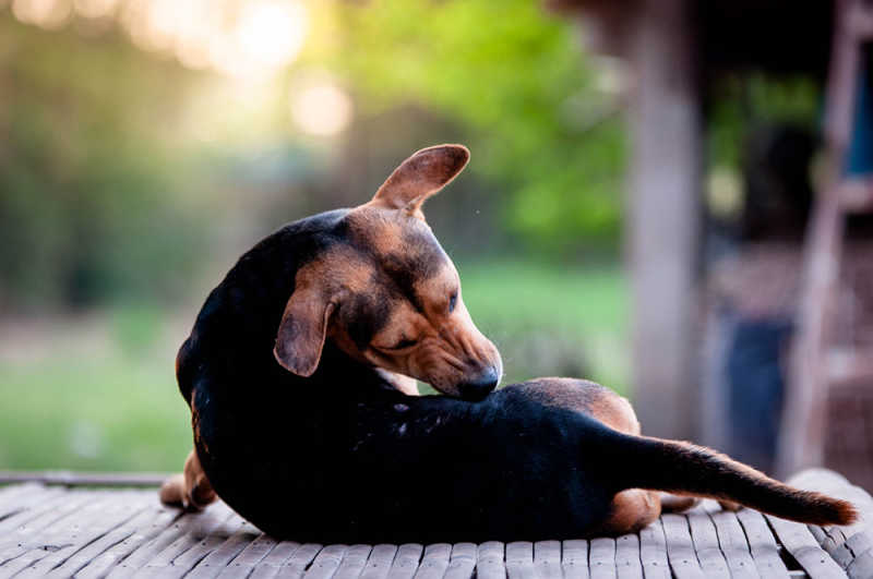 Dog Skin Allergies: Canine Atopic Dermatitis | Small Door Veterinary