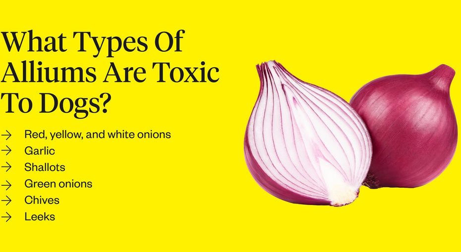 Why Should Keep Onions Away From Dogs | Dutch