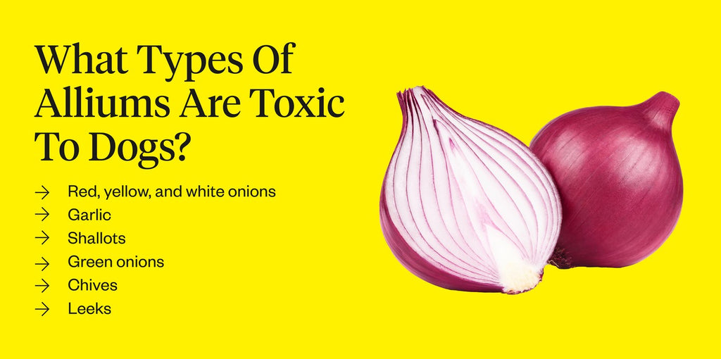 Why Should Keep Onions Away From Dogs | Dutch