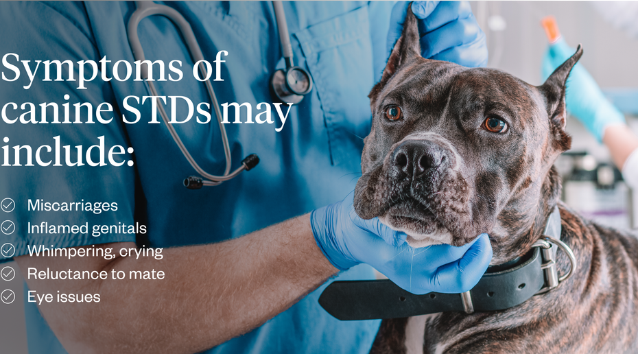 Can Dogs Get Stds (Sexually Transmitted Diseases) | Dutch
