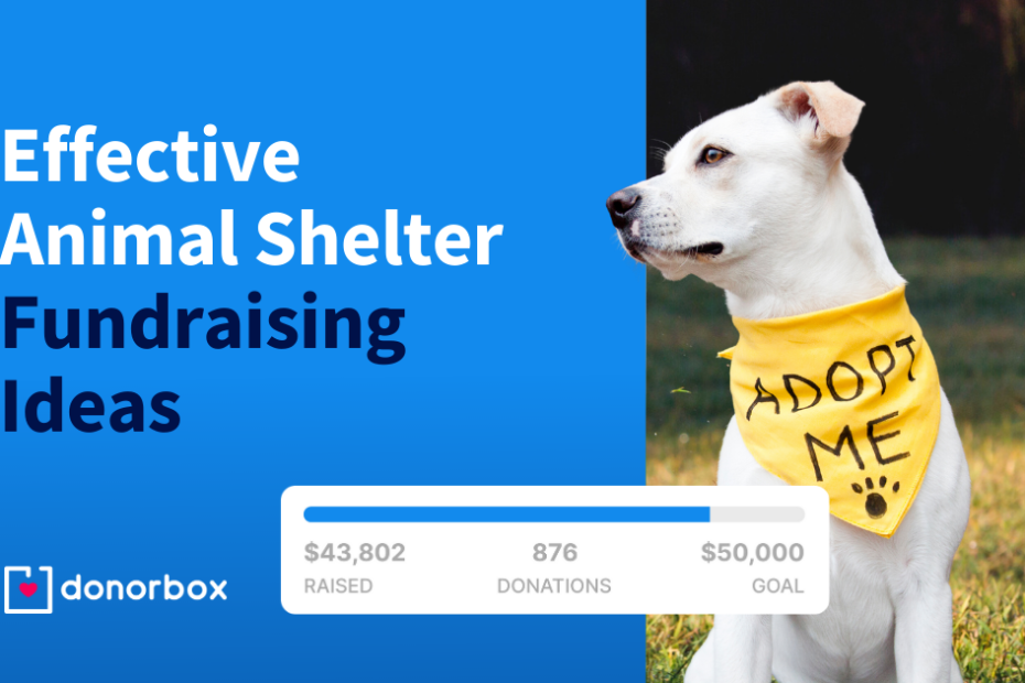 18 Effective Animal Shelter Fundraising Ideas - Pet Fundraiser Ideas