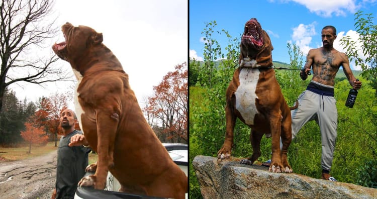 Is Hulk, The Gigantic, 175 Pounds Pitbull The Largest Pitbull Alive?