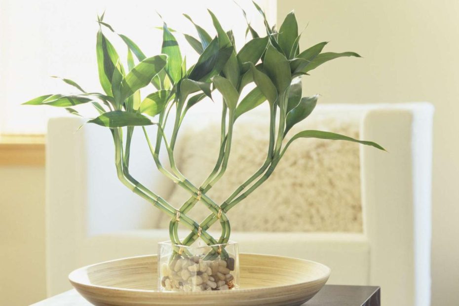 How To Use Lucky Bamboo For Good Feng Shui