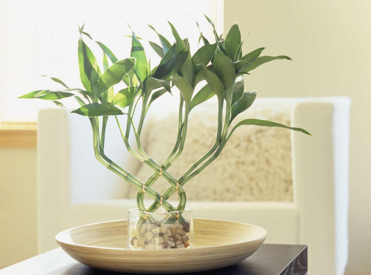 How To Use Lucky Bamboo For Good Feng Shui