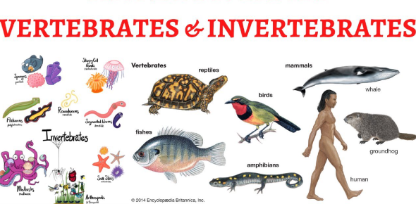 Vertebrates And Invertebrates Quiz Questions And Answers - Proprofs Quiz