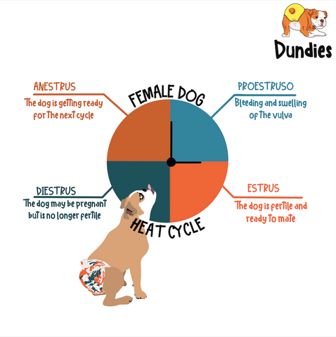What You Must Know Before Your Dog'S First Heat - Dundies Pty Ltd