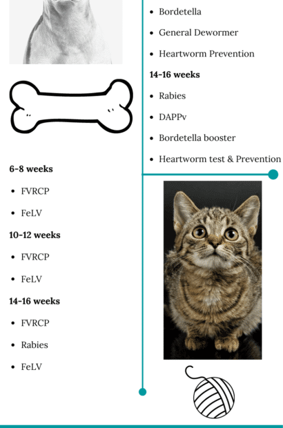 Ponderosa Veterinarian Clinic | How Often Do Cats Need To Be Vaccinated