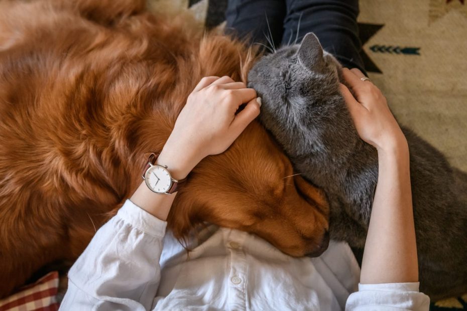 Everything You Need To Know About Getting A Cat And Dog
