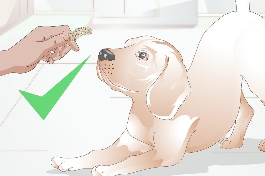 3 Ways To Get A Dog To Swallow Medicine - Wikihow Pet