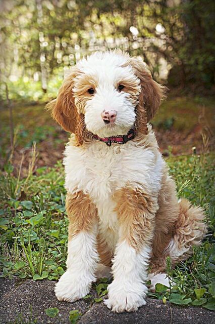 This Is A Belladoodles Goldendoodle! #Goldendoodle | Dog Breeds, Beautiful  Dogs, Dogs