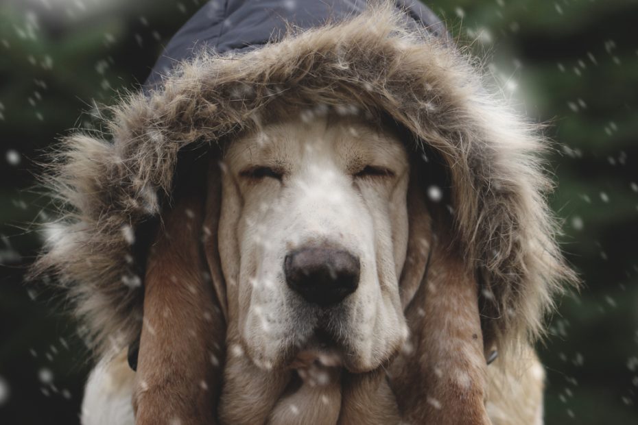 How Cold Is Too Cold For Dogs To Be Outside | Outward Hound