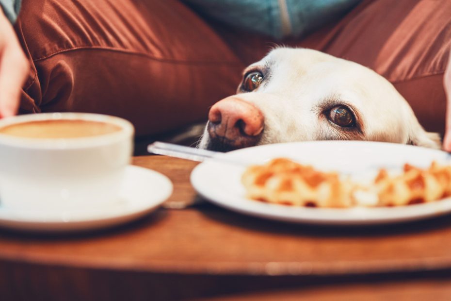 What To Know About Caffeine Toxicity If Your Dog Ate Coffee Grounds