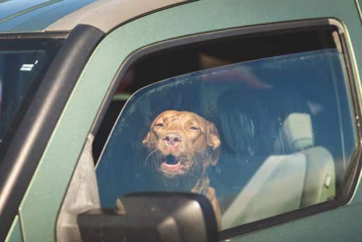 Leaving Dogs In A Car: Is It Too Hot Or Cold? | Hill'S Pet