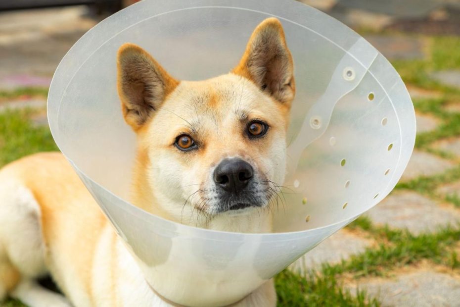 Spaying Your Dog: What To Know About This Important Surgery