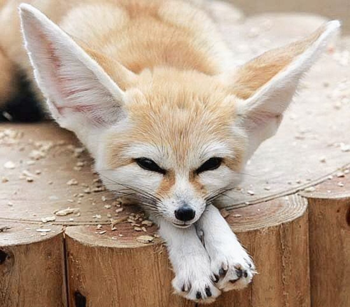 Fennec Foxes: Facts, Photos, Videos, And Exotic Pets - Pethelpful