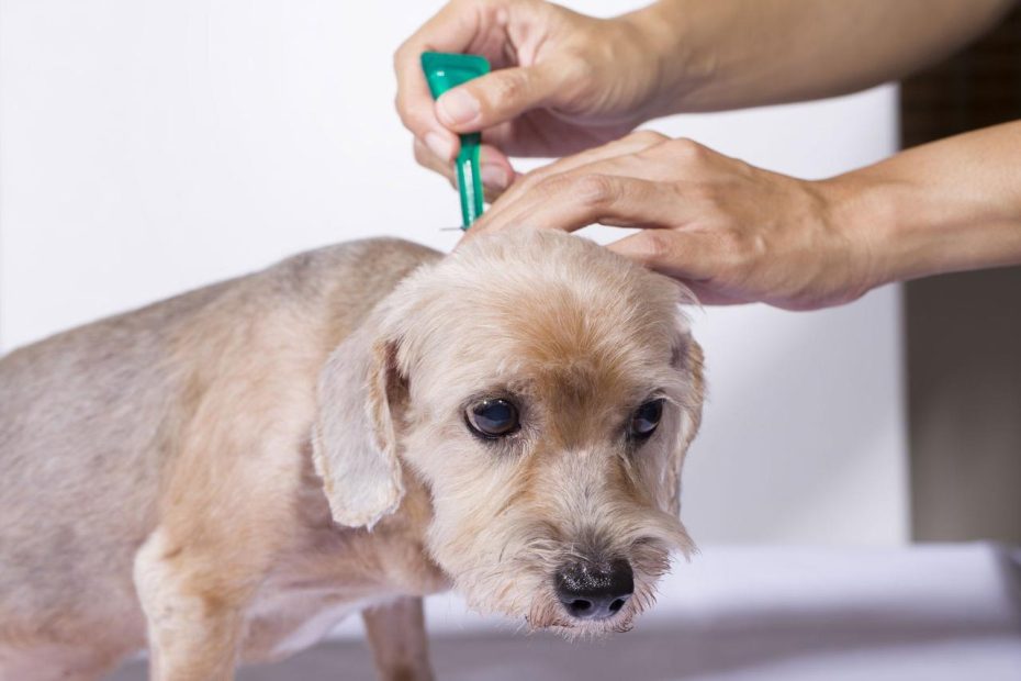 Fleas In Dogs - Symptoms, Causes, Diagnosis, Treatment, Recovery,  Management, Cost