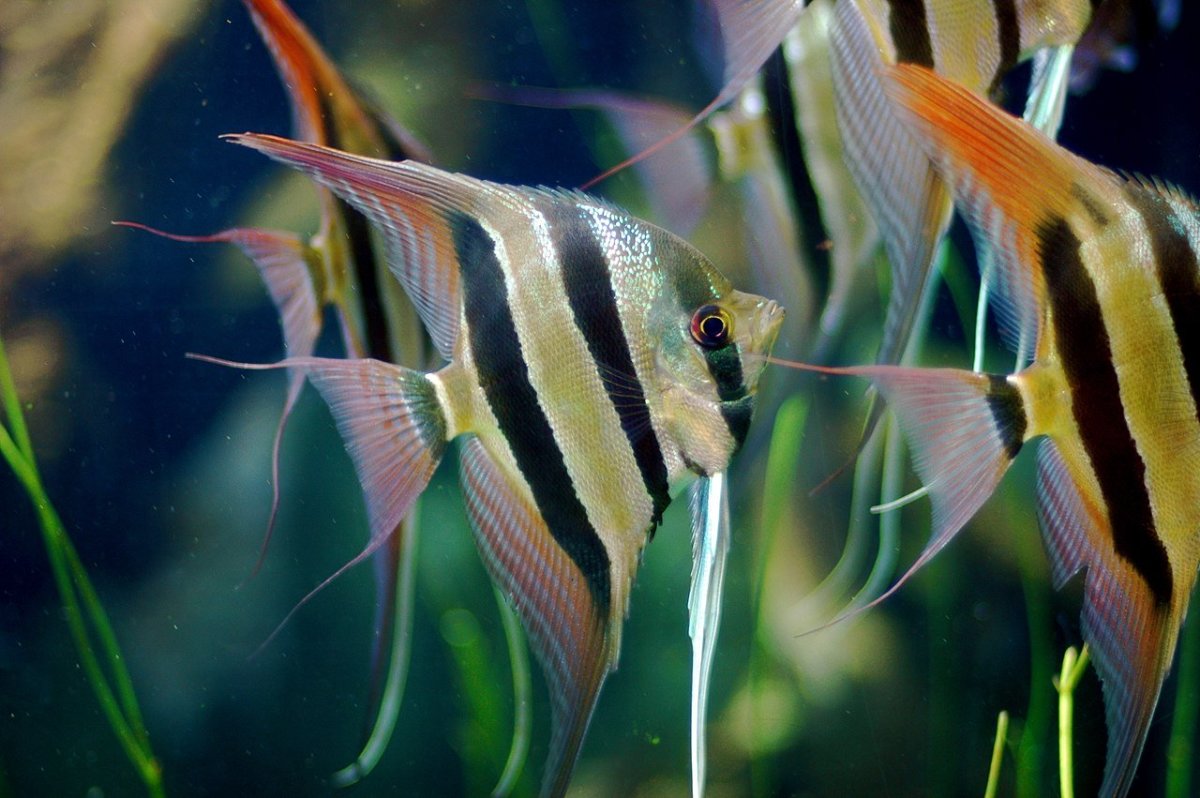 Freshwater Angelfish Care, Tank Mates, And Faq - Pethelpful