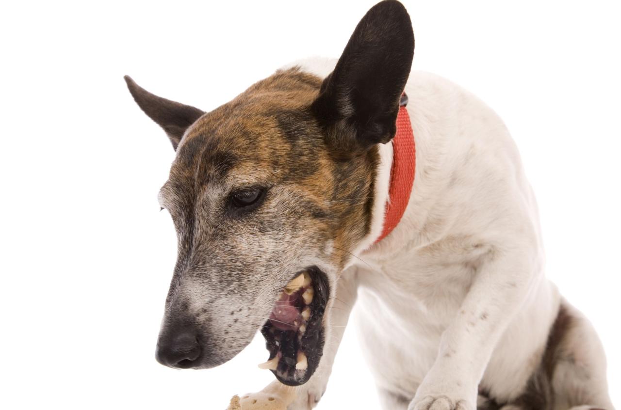 Why Is My Dog Coughing Up Phlegm? - Whole Dog Journal