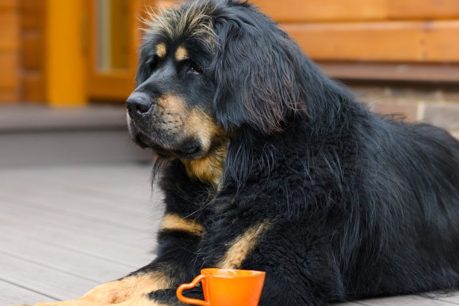 10 Strongest Dog Breeds In The World That Are Good Family Pets