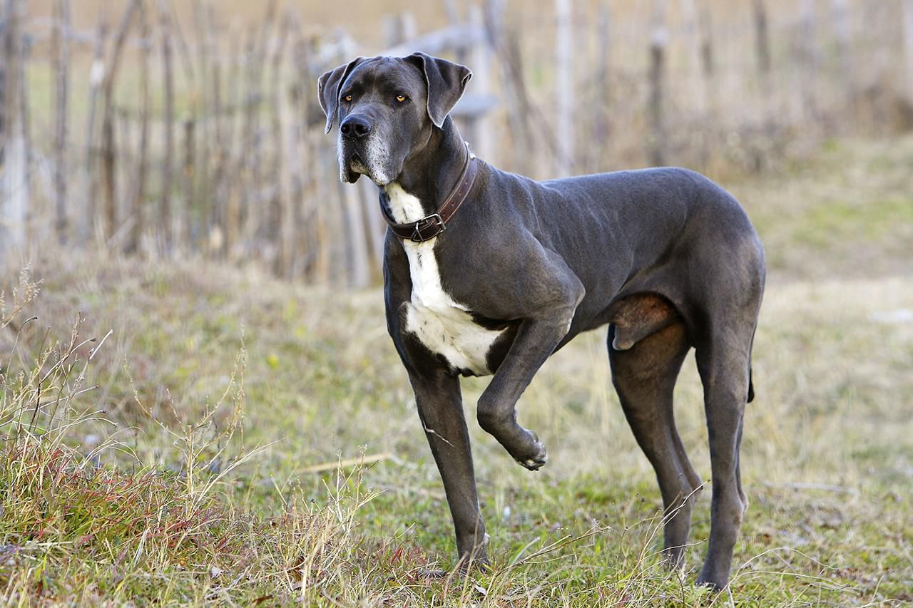 Great Dane: Dog Breed Characteristics & Care