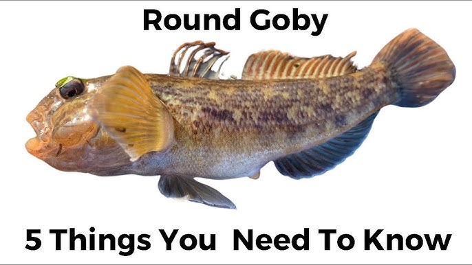 Did This Fish Ruin The Great Lakes? (Story Of The Round Goby) - Youtube