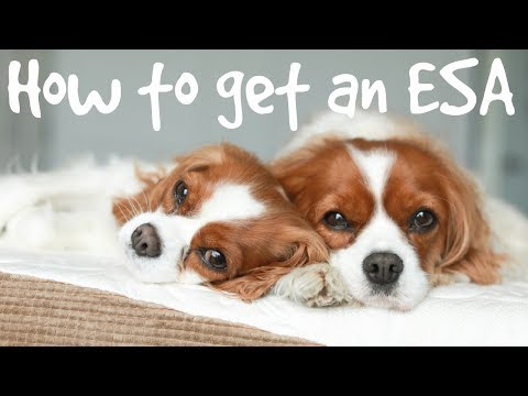HOW TO REGISTER AN EMOTIONAL SUPPORT ANIMAL (ESA)