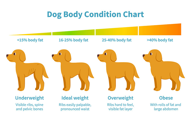 Overweight Dog? Here'S How You Can Tell| Tucson Veterinary Specialist |  Veterinary Specialty Center Of Tucson