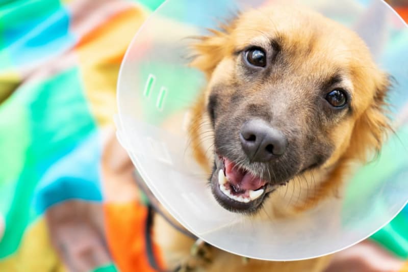 Managing Pain In Dogs After Spaying Or Neutering | Veterinary Surgery In  Douglasville
