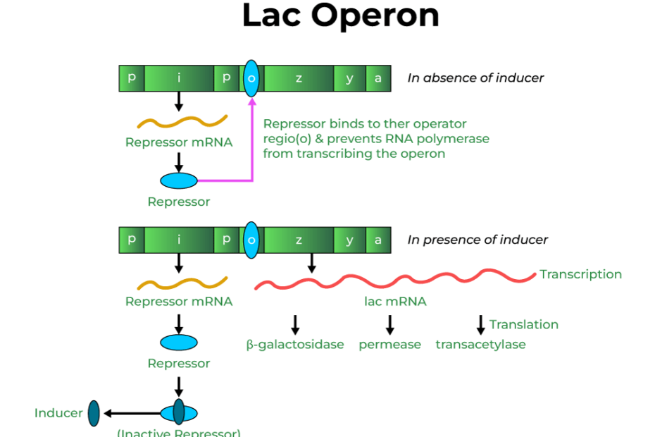 Lac Operon-Concept, Diagrams, Regulation