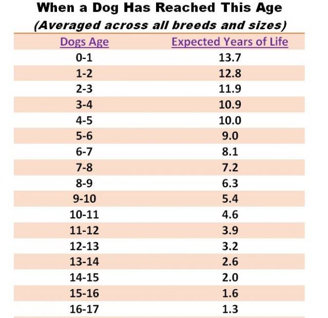 How Long Will Your Dog Live? | Psychology Today