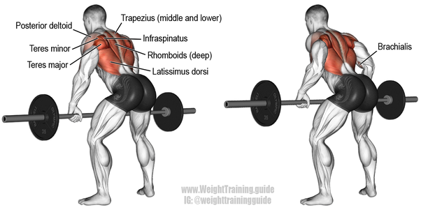 Is The Bent Over Barbell Row More Effective At Developing Lats Than Pull-Ups  Or Chin-Ups? - Quora