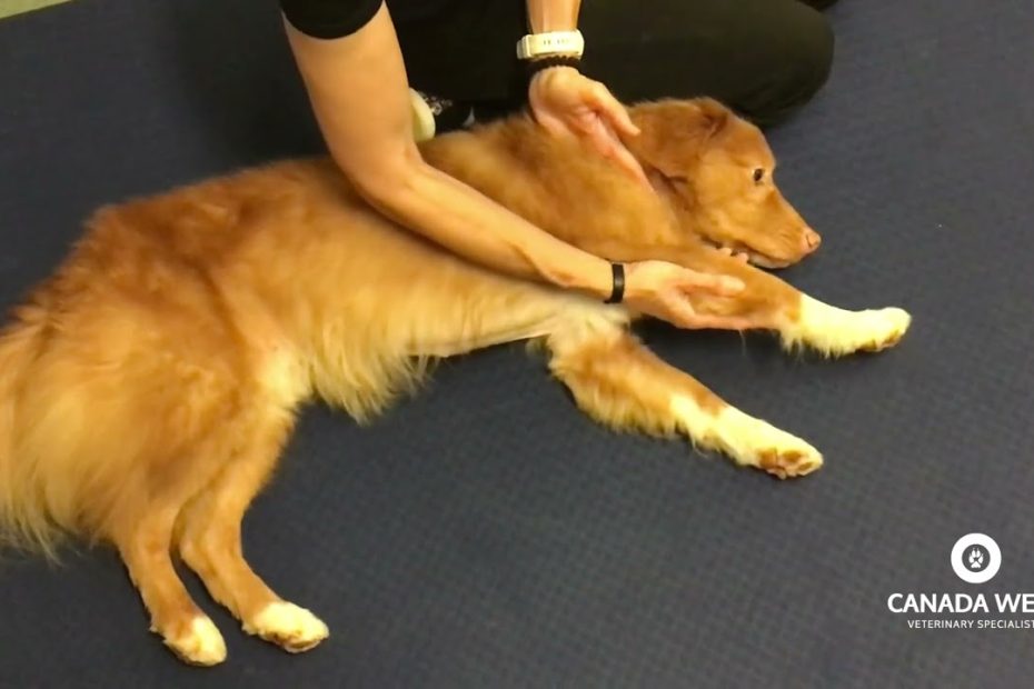 Neurological Rehabilitation Exercises For Large Dogs - Canada West  Veterinary Specialists
