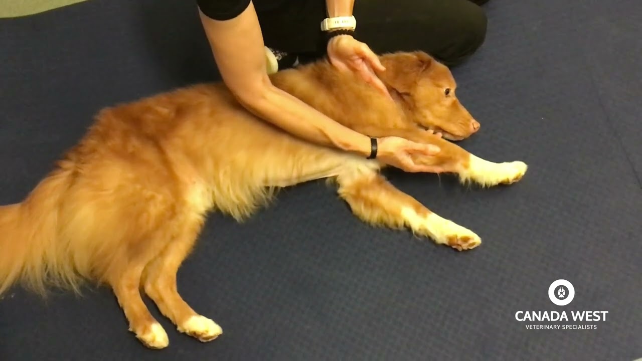 Neurological Rehabilitation Exercises For Large Dogs - Canada West  Veterinary Specialists
