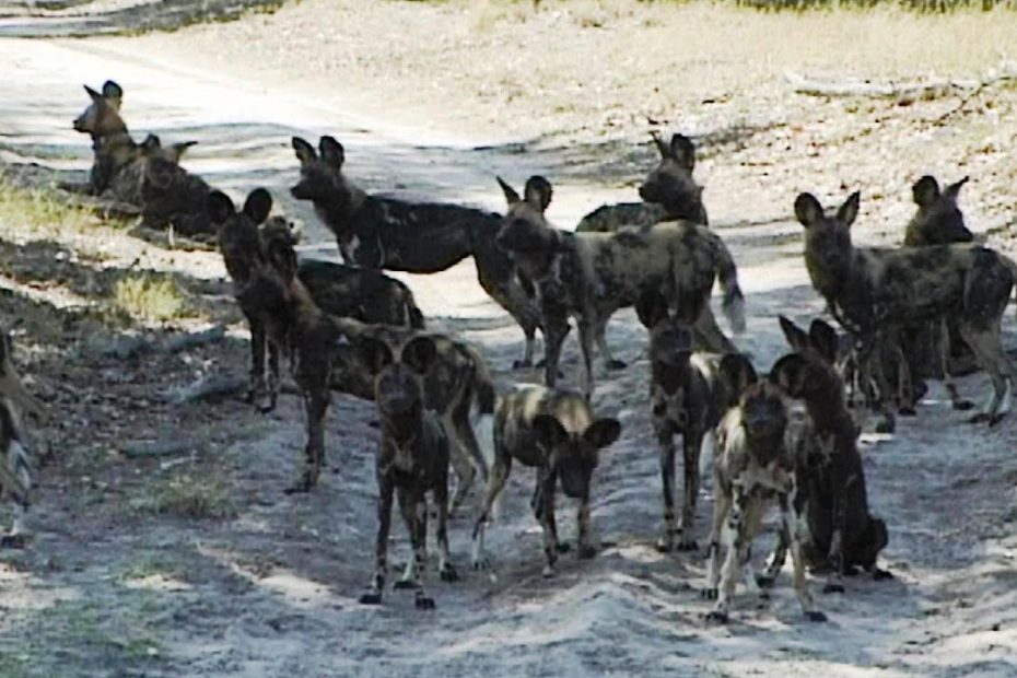 African Wild Dogs. Largest Pack Ever Recorded In National Park. - Youtube