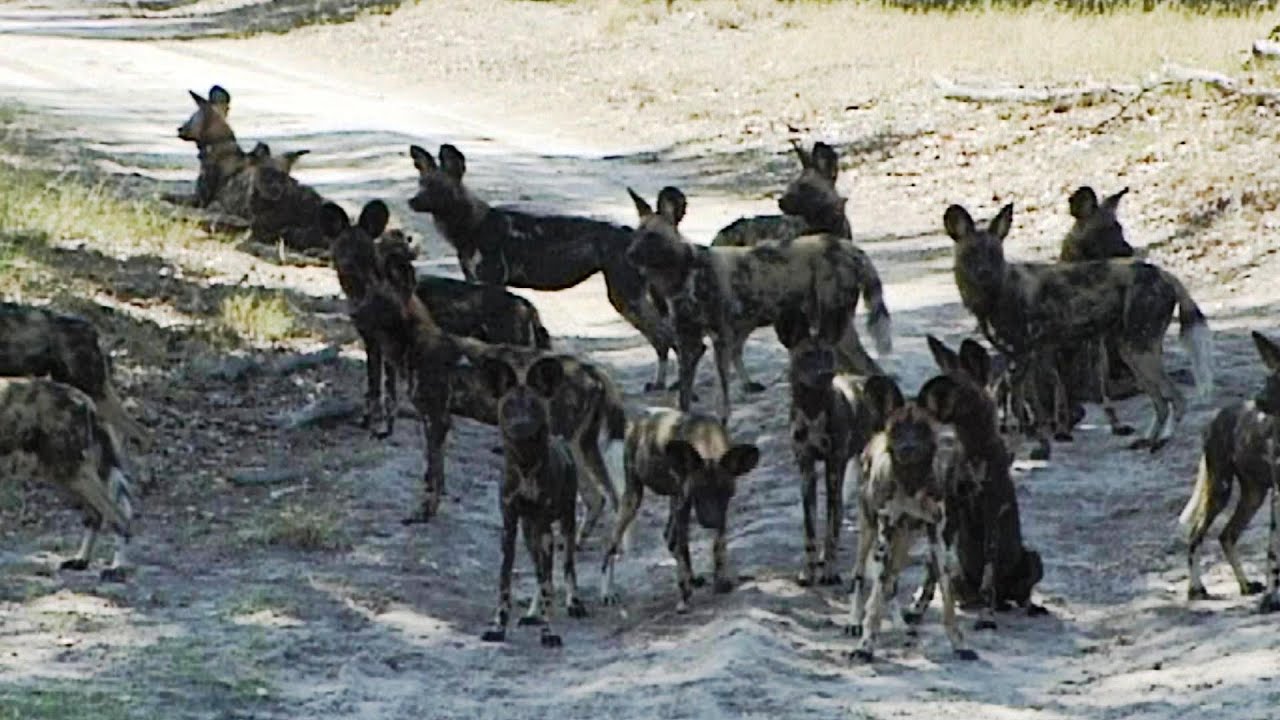 African Wild Dogs. Largest Pack Ever Recorded In National Park. - Youtube
