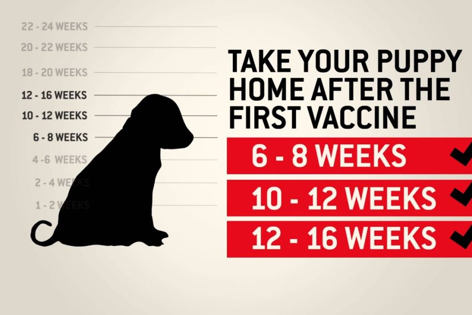 Which Dog Vaccinations Are Necessary? - Canine Journal