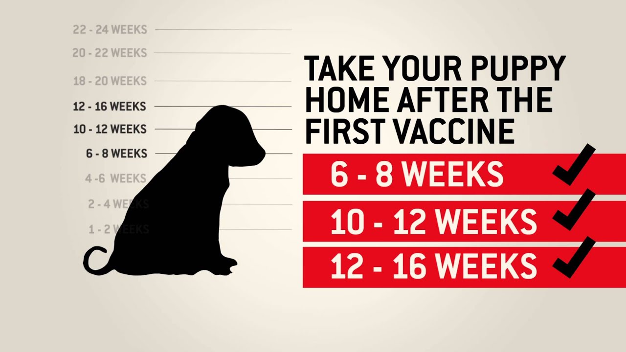 Which Dog Vaccinations Are Necessary? - Canine Journal
