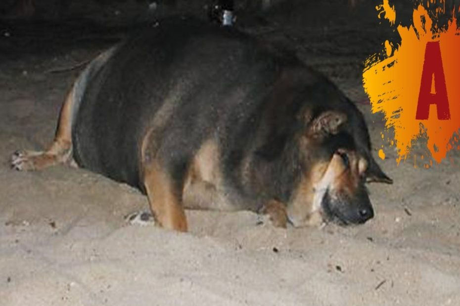 10 Fattest Dogs In The World - Youtube