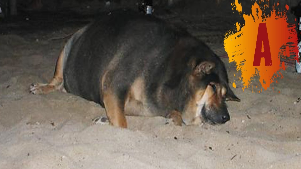 10 Fattest Dogs In The World - Youtube